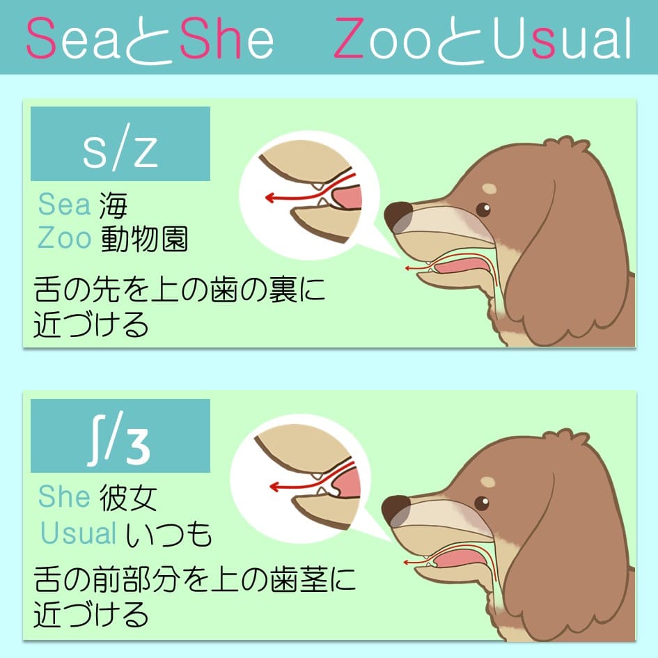 発音記号一覧 読み方覚え方 Toeic初心者にも有効 Toeic985点取得者が解説 公務員3回突破 Toeic985点 きなこの学校